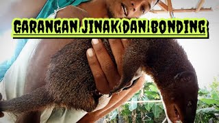 Mandiin garangangarangan jinak dan bonding‼️ animals hewangarangan hewanpredator [upl. by Patrice]