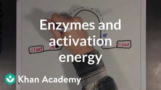 Enzymes and activation energy  Biomolecules  MCAT  Khan Academy [upl. by Beeck]