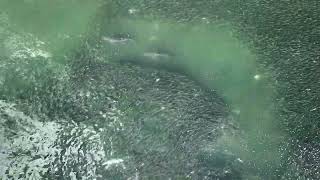 Two Sharks Meet Just OffshoreHamptons Drone 4K Footage [upl. by Nauqet]