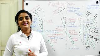 NEUROANATOMYTHE SPINAL CORDPART 8WHITE MATTERASCENDING TRACTSDR ROSE JOSE MD [upl. by Anagnos]