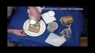 White Worms Complete Howto Start out feeding old cultures new cultures [upl. by Va]