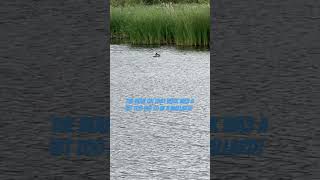 Mallard Duck Or A Female Shoveler In Lake birds avian nature [upl. by Pasahow]