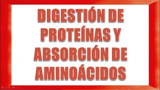 Digestión de proteínas y absorción de aminoácidos [upl. by Teria886]