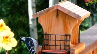 Hairy Woodpecker Rules the Feeder [upl. by Enineg]