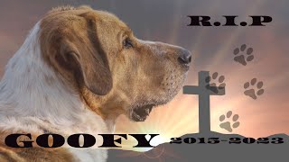 Rescue Dogs We lost our amazing big rescue quotpuppyquot [upl. by Atineb]