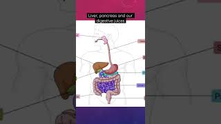 Liver pancreas and our digestive juices digestion GIT gastrointestinal digestivesystem bile [upl. by Ahtebat31]