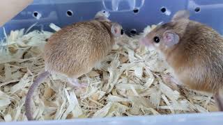 Egyptian Spiny Mice [upl. by Oxley]