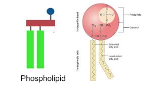 Lipids AQA A Level Biology [upl. by Eleph]