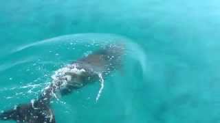 Endangered Species Day Dugong at Aldabra Atoll [upl. by Amisoc792]