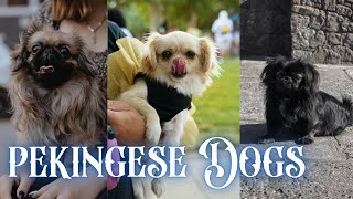 Pekingese Dogs  Top 10 Dog Breeds That Dont shed or smell  dog animals pets pekingese care [upl. by Oigres]