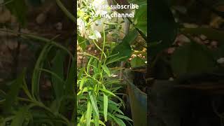 myhome garden thummi chettuyoutubeshort [upl. by Betta]