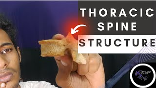 THORACIC SPINE STRUCTUREBIOMECHANICS OF SPINEPhysiotherapy Tutorial [upl. by Notluf]