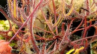 Drosera binata  The ForkedLeaf Sundew Carnivorous Plant [upl. by Skilken833]