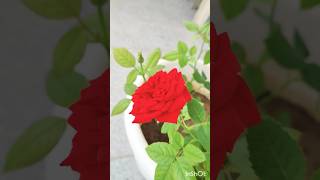 Gulab pe feeding ka result rose shorts ytshorts [upl. by Borras]