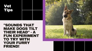 Sounds That Make Dogs Tilt Their Head Proven Method [upl. by Vharat]