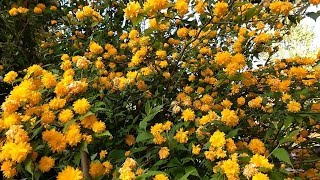 kerria Japonica pleniflora [upl. by Yaf]