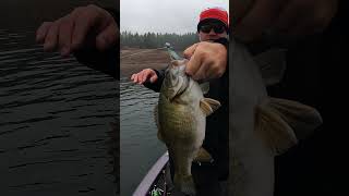 Tank Smallmouth on Dworshak Check Out the Full VIDEO [upl. by Brause]