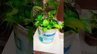 Money plant propagation ☘️✨houseplants plantslover plantsshortsviral shorts foryou [upl. by Bertold]