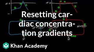 Resetting cardiac concentration gradients  Circulatory system physiology  NCLEXRN  Khan Academy [upl. by Ruder396]