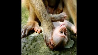 Poorly baby monkey [upl. by Lah]