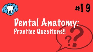 Dental Anatomy  PRACTICE QUESTIONS  INBDE [upl. by Ortrud]