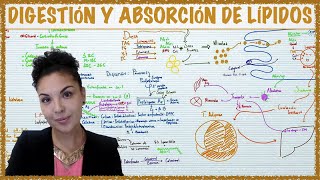 Digestión y Absorción Lípidos [upl. by Rangel]