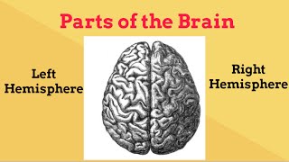 Brain Facts for beginnersLeft and Right Brain [upl. by Adnelg]