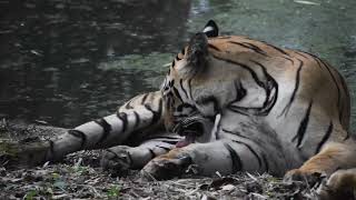 Tigers found resting after killing wild boar TigerConservation SaveOurTigers [upl. by Alwitt]