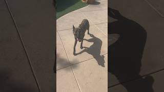 Fearful Dutch shepherd gaining confidence with training doglover trending dogtraining puppy [upl. by Amian]