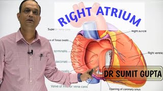 RIGHT ATRIUM OF HEART  INTERNAL FEATURES [upl. by Neroled]