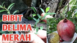 TUTORIAL MENANAM DELIMA MERAH [upl. by Krishna810]