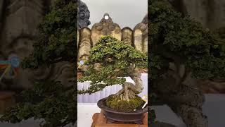 bonsai mirten yg sangat elegan dan menginspirasi [upl. by Kurtis453]