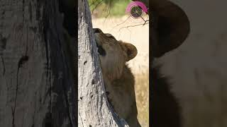 African Lion young male enjoying a good stretch Up Close Wild amp Cute [upl. by Portland301]