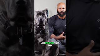 Safely Socialize Your Cane Corso 🐾 [upl. by Lev]