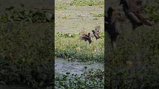 Fighting Water Moorhen Bird [upl. by Templeton]