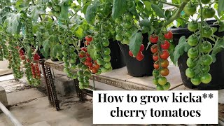 100 Results  How to grow Cherry tomatoes with Hydroponics successfully  A Guide for Best Results [upl. by Eerbua182]