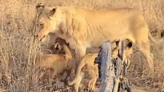 Avoca Lion Pride with Adorable Cubs  24 June 2024 [upl. by Abbie238]