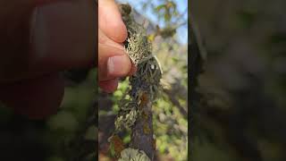 Tree Lichen tree wildlife fungus shorts [upl. by Rehtaef]