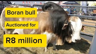 BORAN BULL sells for R8 millionHighest priced bull ever in South Africa on its way to Zimbabwe [upl. by Nahtnamas]