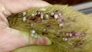 How to remove maggot in dog  Rescue remove mangoworms from dog 16 [upl. by Min]