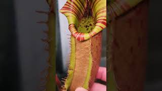 Nepenthes Veitchii A amp B [upl. by Elenaj]