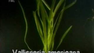 eelgrass  tapegrass Vallisneria americana [upl. by Buatti]