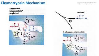 Chymotrypsin Mechanism  Biochemistry [upl. by Sinegra]