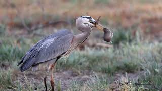 Compilation of some memorable Great Blue Herons eating gophers [upl. by Ecnerrot]