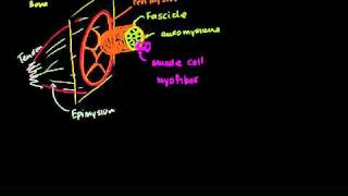 Anatomy of a muscle cell in Bangla [upl. by Arikahc]