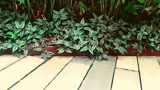 SIEMBRA 🌿 Suelda Consuelda o Tradescantia zebrina 🌿  Hermosa Planta MEDICINAL y PAISAJISTA [upl. by Itsym]