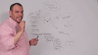 development of thyroid gland [upl. by Cheatham]