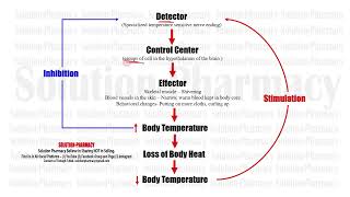 Anatomy amp Physiology 12 Homeostasis  Negative Feedback Mechanism amp Positive Feedback Mechanism [upl. by Akimal462]