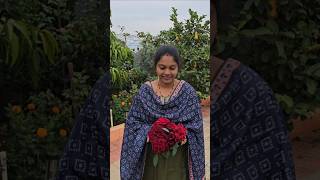 Roses harvesting in my garden గులాబీలు roses mygarden gardening shortvideo ytshorts shorts [upl. by Wilhelmine301]