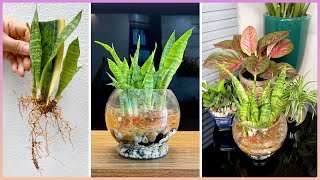 Beautiful potted aquatic plants for home decoration propagated from leaves [upl. by Daza340]